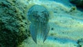 Sepia officinalis, common cuttlefish or European common cuttlefish. Royalty Free Stock Photo