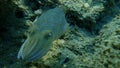 Sepia officinalis, common cuttlefish or European common cuttlefish. Royalty Free Stock Photo