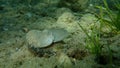 Sepia officinalis, little common cuttlefish or European common cuttlefish. Royalty Free Stock Photo