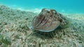 Sepia pharaonis. Mollusks, type of Mollusk. Head-footed mollusks. Cuttlefish squad. Pharaoh cuttlefish.