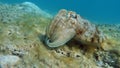 Sepia pharaonis. Mollusks, type of Mollusk. Head-footed mollusks. Cuttlefish squad. Pharaoh cuttlefish.