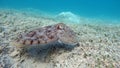 Sepia pharaonis. Mollusks, type of Mollusk. Head-footed mollusks. Cuttlefish squad. Pharaoh cuttlefish.