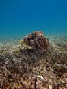 Sepia pharaonis. Mollusks, type of Mollusk. Head-footed mollusks.