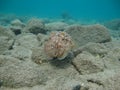 Sepia pharaonis. Mollusks, type of Mollusk.