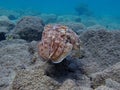 Sepia pharaonis. Mollusks, type of Mollusk.