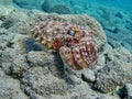 Sepia pharaonis. Mollusks, type of Mollusk.