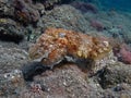 Sepia pharaonis. Mollusks, type of Mollusk.