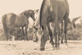 Sepia photo of horse grazing grass Royalty Free Stock Photo