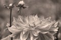 Sepia photo of single blooming dahlia with two buds Royalty Free Stock Photo