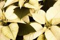 Sepia Poinsettias