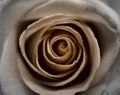 Sepia Rose Royalty Free Stock Photo