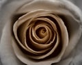 Sepia Rose