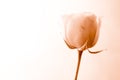 Sepia rose Royalty Free Stock Photo
