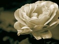 Sepia rose Royalty Free Stock Photo