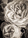 Sepia Rose Royalty Free Stock Photo