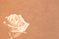 Sepia rose stationery