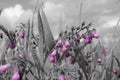 Sepia shot of pink bell flowers and their leaves