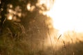 Sepia shot of spider webs on the grass of a meadow in the morning light