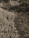 Sepia shot of a stretch of grass, one side in the sun, the other side in the shade, frozen