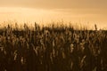 Sepia shot of wheat plants in a field