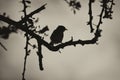 Sepia Smill Bird in Thorn Tree Silhouette Royalty Free Stock Photo