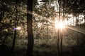 Sepia sunset in a deep forest lens flare Royalty Free Stock Photo