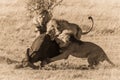 Sepia three lions take down Cape buffalo