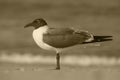 Sepia tone bird on beach.