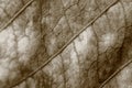 Sepia tone blurry macro background of dry leaf, focus on center of the image. Royalty Free Stock Photo