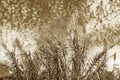 Sepia tone. Clouds, leaves and flowers. Giant reed against sky
