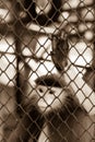 Sepia tone of Monkey hand touching a cage, lack of independence Royalty Free Stock Photo