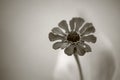 Sepia Tone of Red Petals and Pistil Yellow Stamen Flower Royalty Free Stock Photo