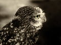 Sepia toned close up of the head of a little owl in close up profile Royalty Free Stock Photo