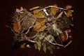 Sepia toned flat lay from forest plants with tree bark, roots, mushrooms, leaves and cones, still life on a dark background, high