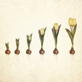 Growth stages of a yellow tulip from flower bulb to blooming flower