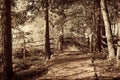 Sepia toned image of street and gate in a forest in Sweden Royalty Free Stock Photo