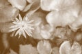 Sepia toned of lotus flower with copy space