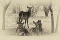 Sepia Toned Picture of Herd of Alert Waterbuck Listening