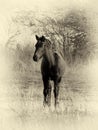 Sepia Toned Picture Young Foal Listening Tentatively