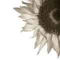 Sepia toned sunflower detail