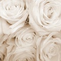 Sepia Toned White Roses Royalty Free Stock Photo