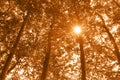 Sepia trees Royalty Free Stock Photo