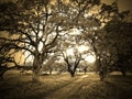 Sepia Trees Royalty Free Stock Photo