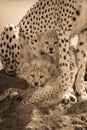 Sepia two cubs on mound under cheetah Royalty Free Stock Photo
