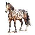 Sepia watercolor dapple grey horse. Beautiful hand drawing illustration on white Royalty Free Stock Photo