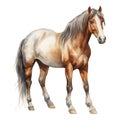 Sepia watercolor dapple grey horse. Beautiful hand drawing illustration on white Royalty Free Stock Photo