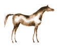 Sepia watercolor hand drawing arabian horse on white.