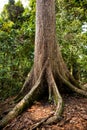 Sepilok Giant, the Oldest Tree of Sabah in the Sepilok Rainforest Discovery Centre, Borneo Royalty Free Stock Photo
