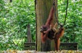 Sepilok Orangutan Royalty Free Stock Photo