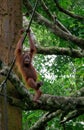 Sepilok Orangutan Royalty Free Stock Photo